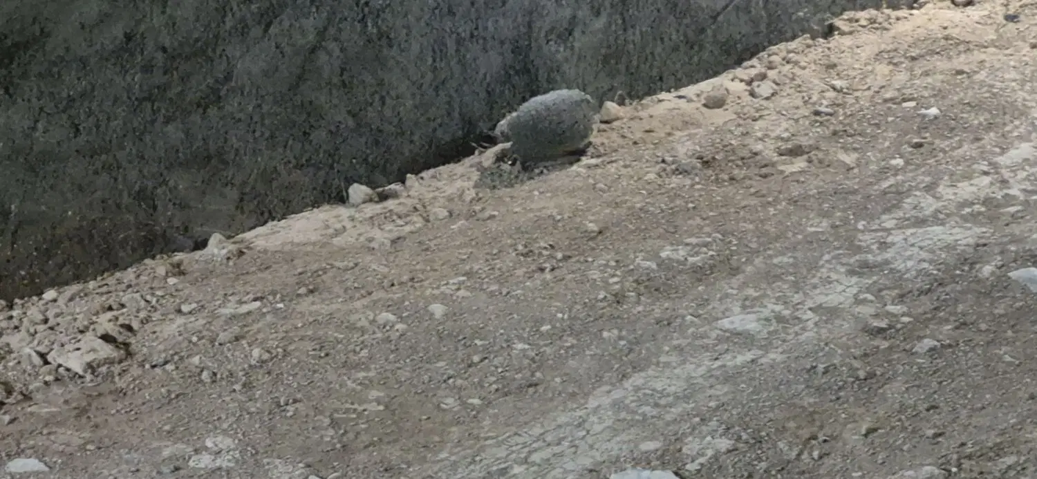 زمین سایان
