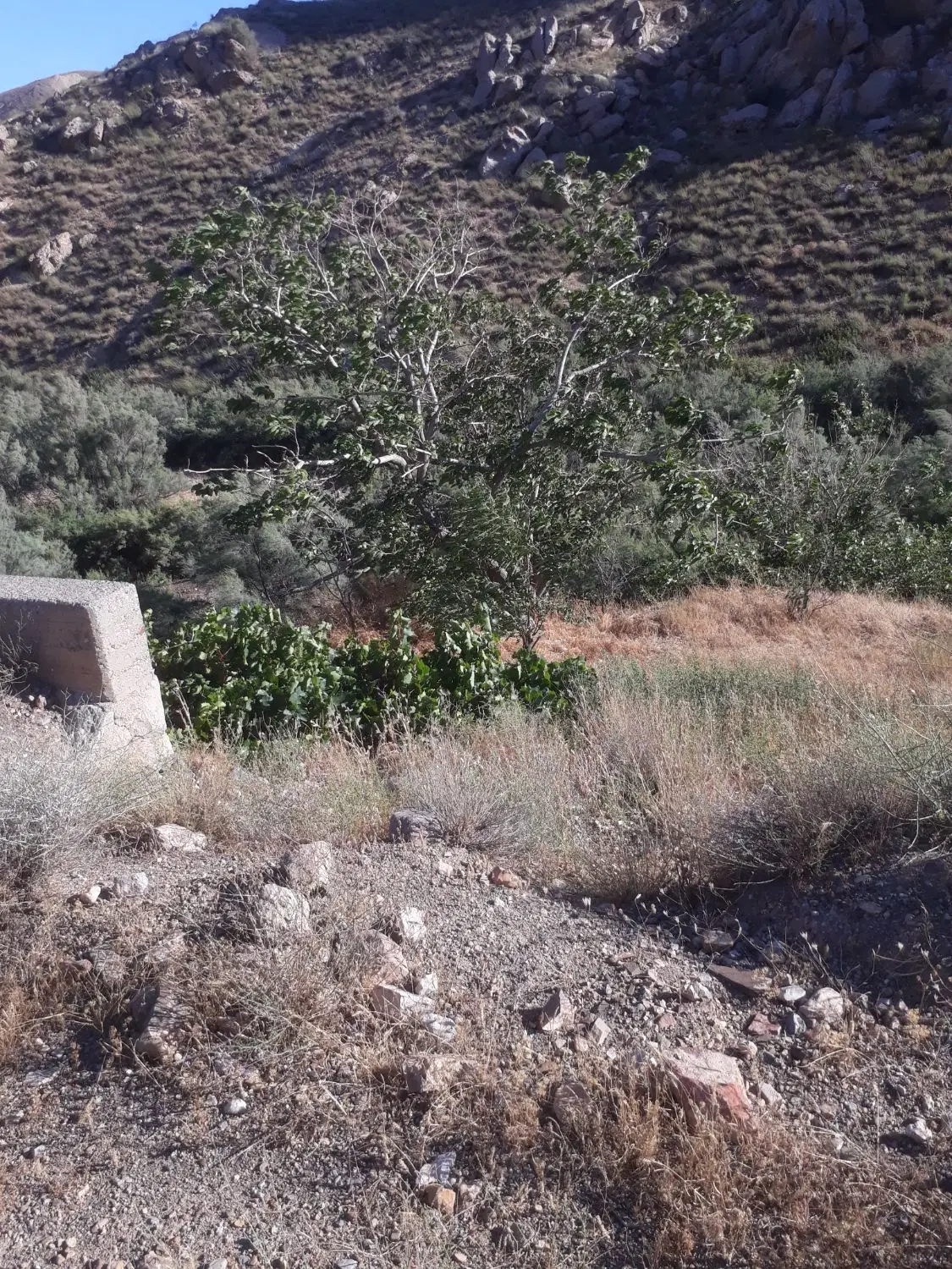 یک زمین فروشی دو راهی قدیم روعین کنار جاده