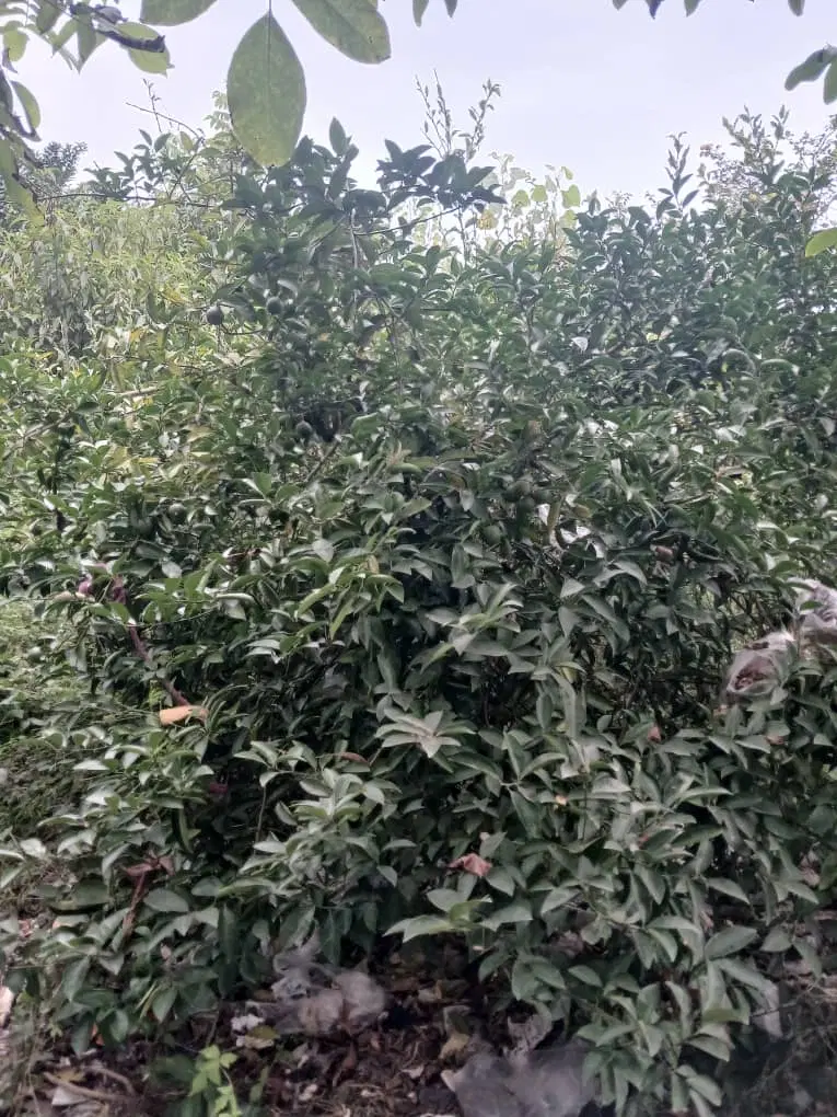 زمین    2000متر کسماء( صومعه سرا )