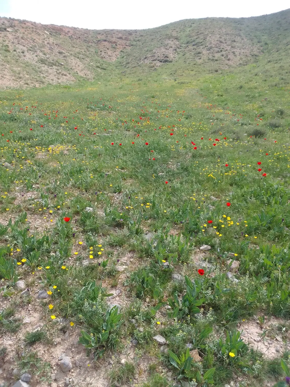 زمین‌کشاورزی‌دیمه‌زار