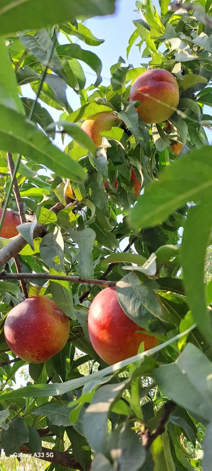 باغ فنس شده بر اتوبان گرگان. بندرگز