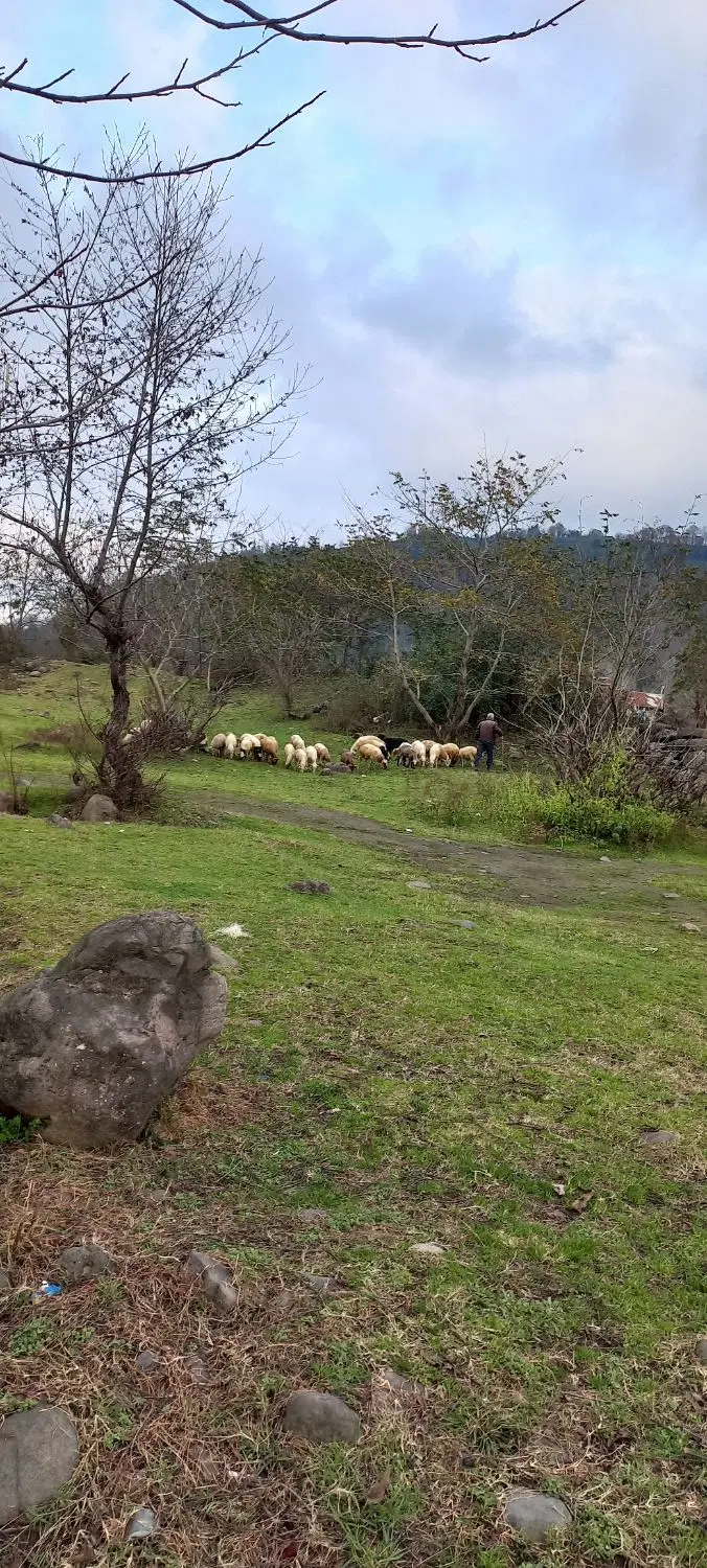 زمین مسکونی