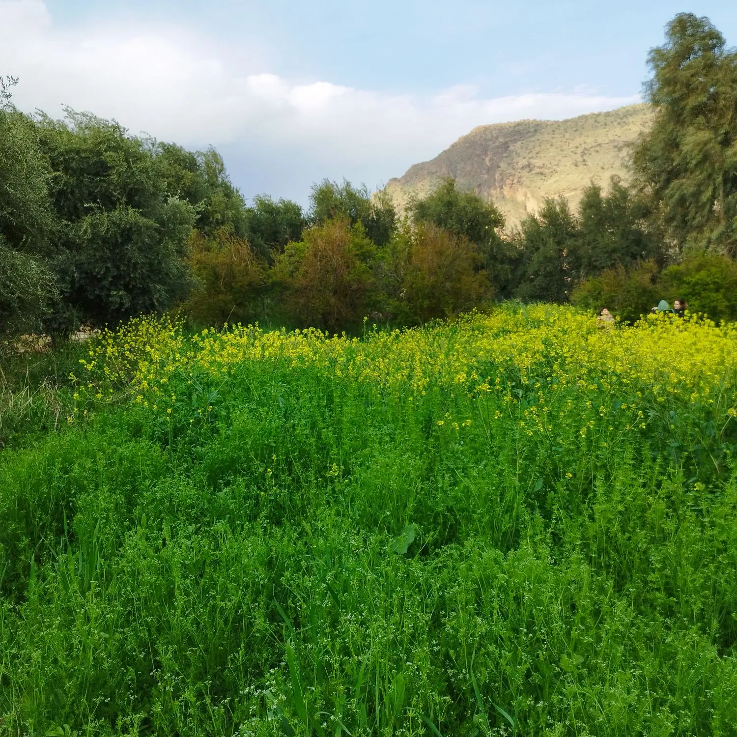 زمین شهرک قدس