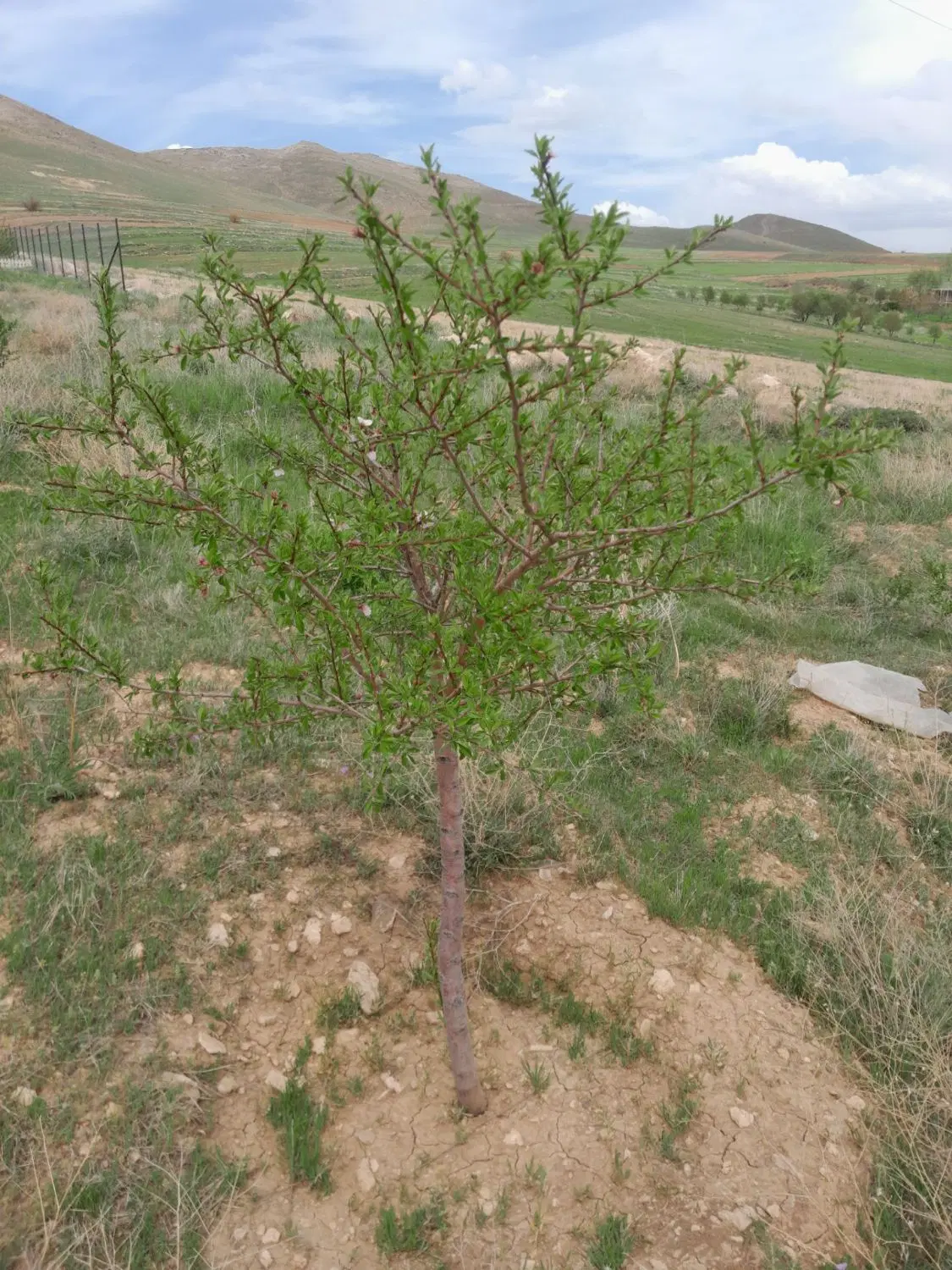 باغ دربیست کیلومتری زنجان