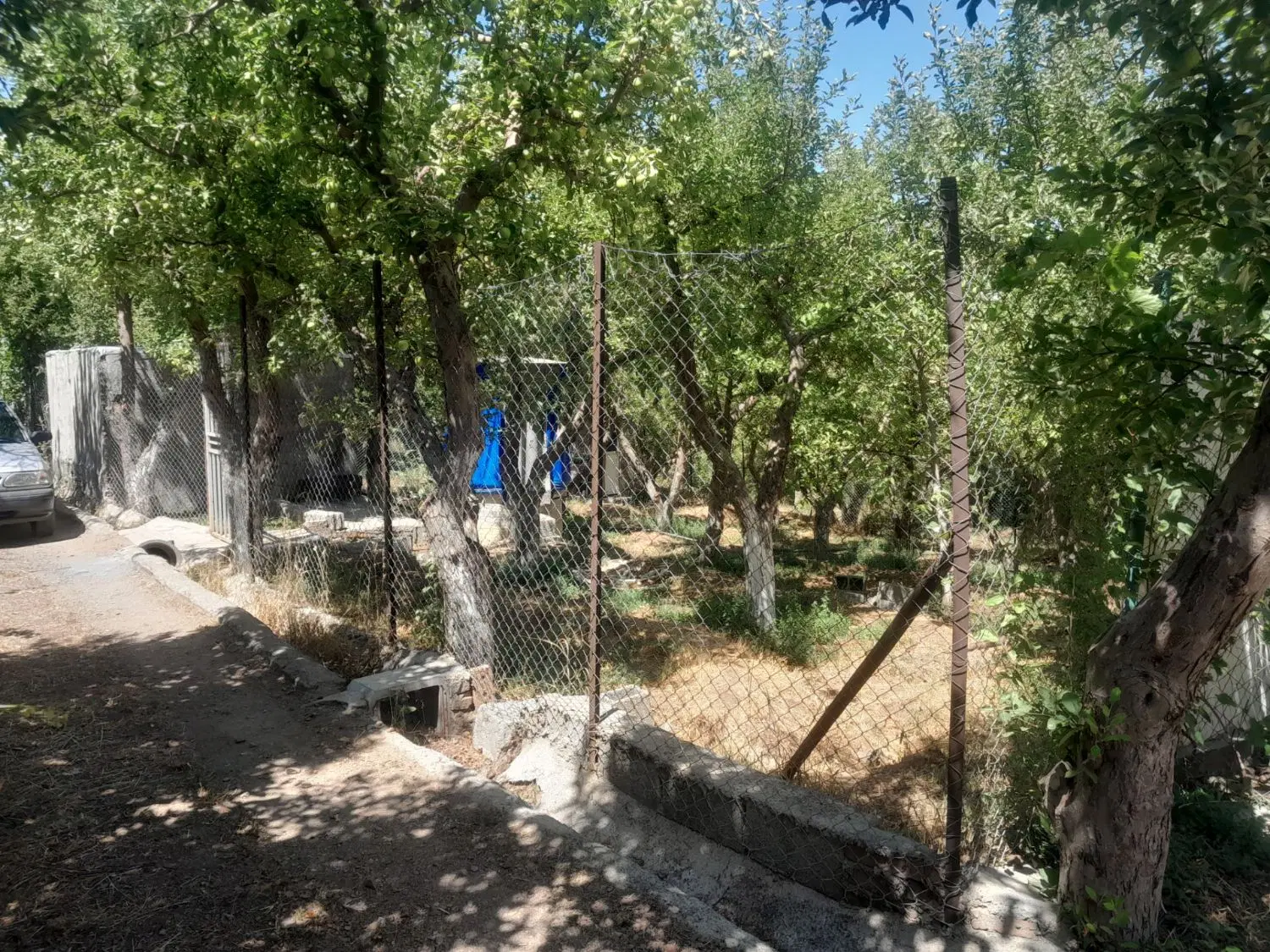 باغ در یام