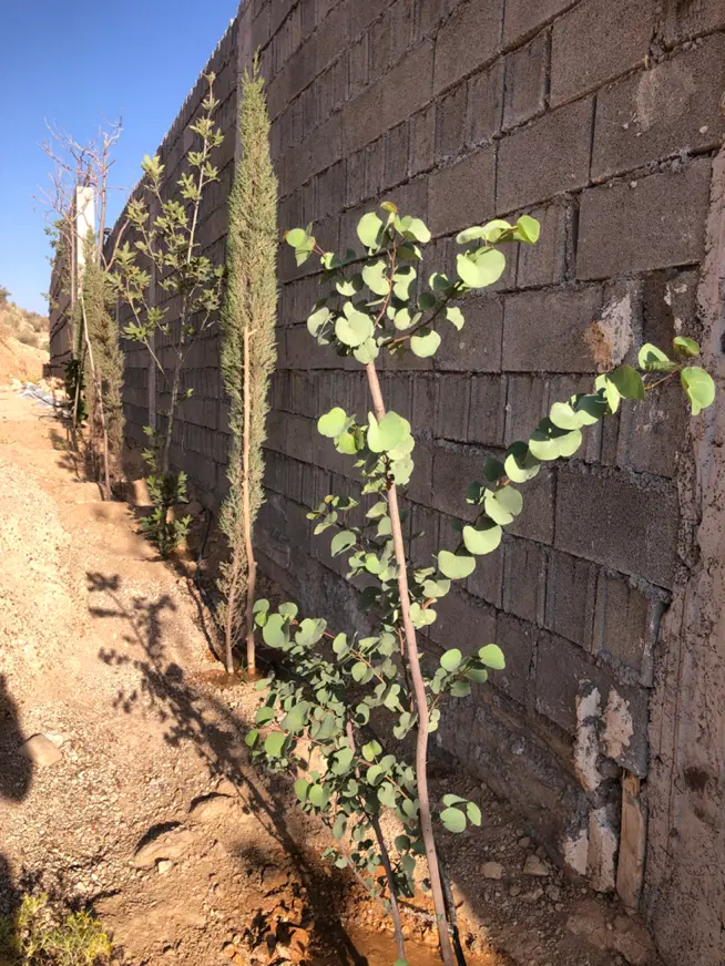 زمین ۲۵۸ متر مولانا ۱