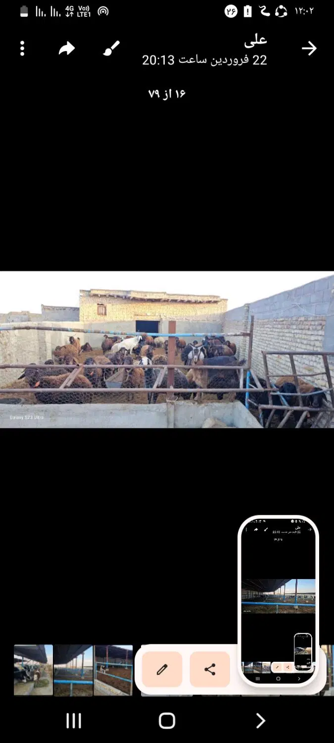 فروش گاوداری