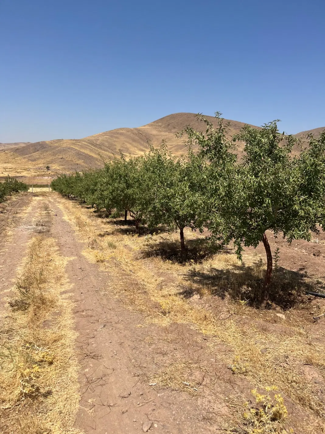 یک قطعه باغ ۱۰ ساله با فنسو آب شخصی