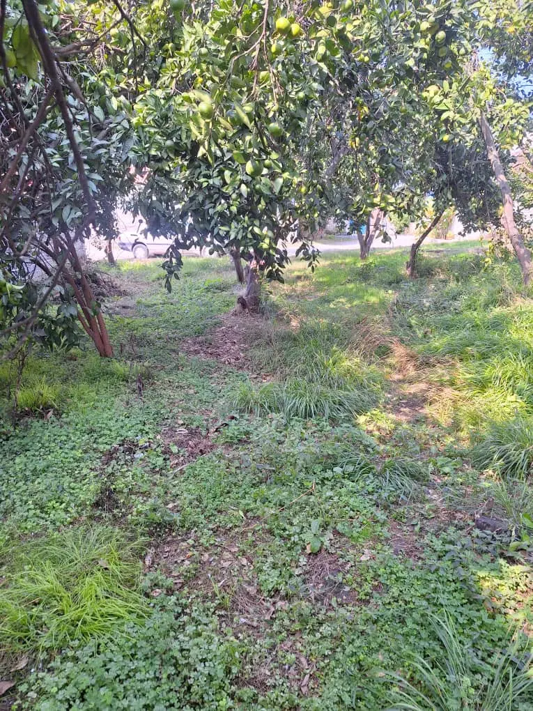۳۰۶ متر باغ مرکبات