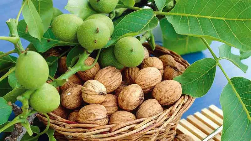 فروش باغچه دهنو قلندری