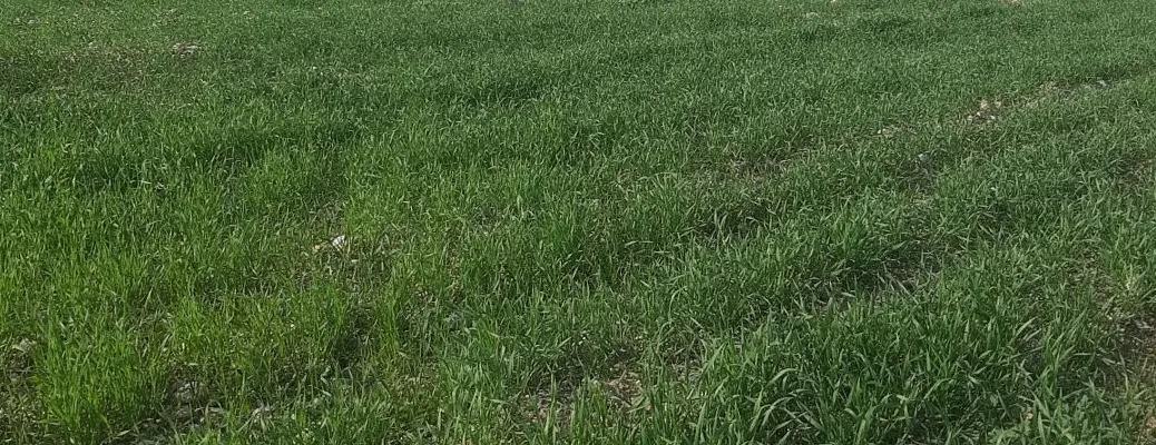 اجاره ۶ هکتار زمین کشاورزی شهر آزادی