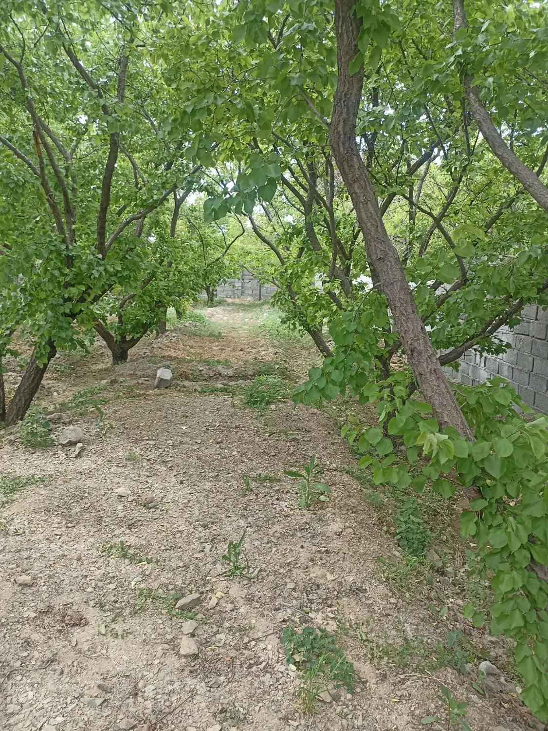تنهاتر زمین و باغچه با خودرو