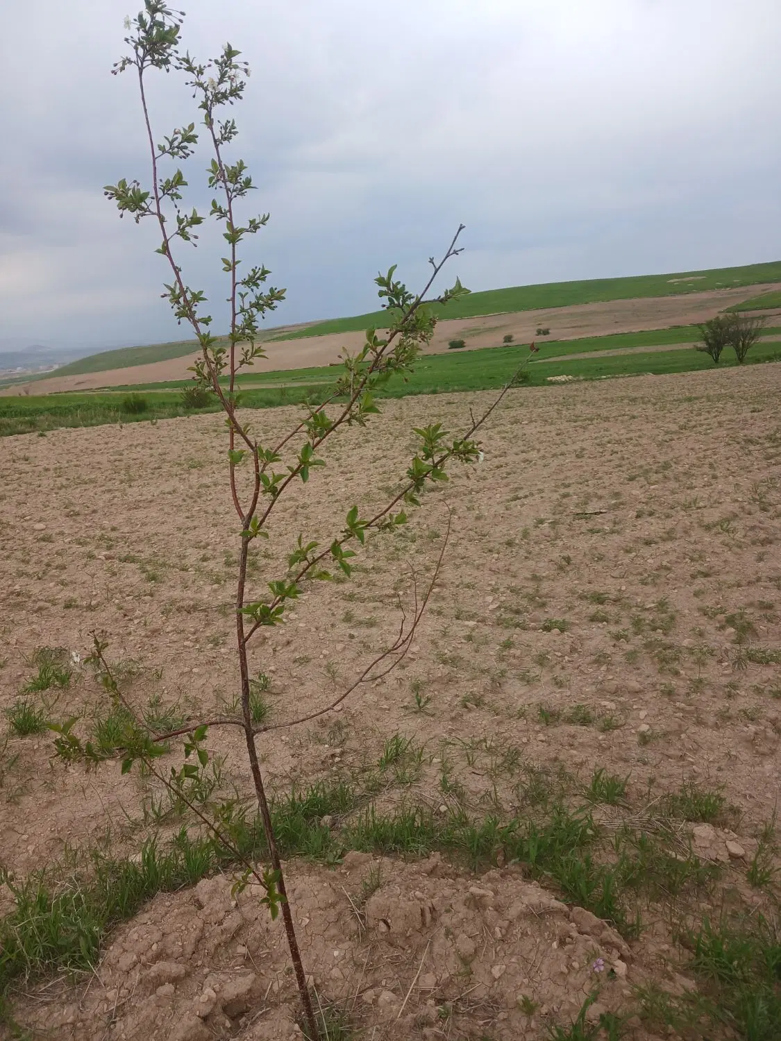 زمین کشاورزی دیم