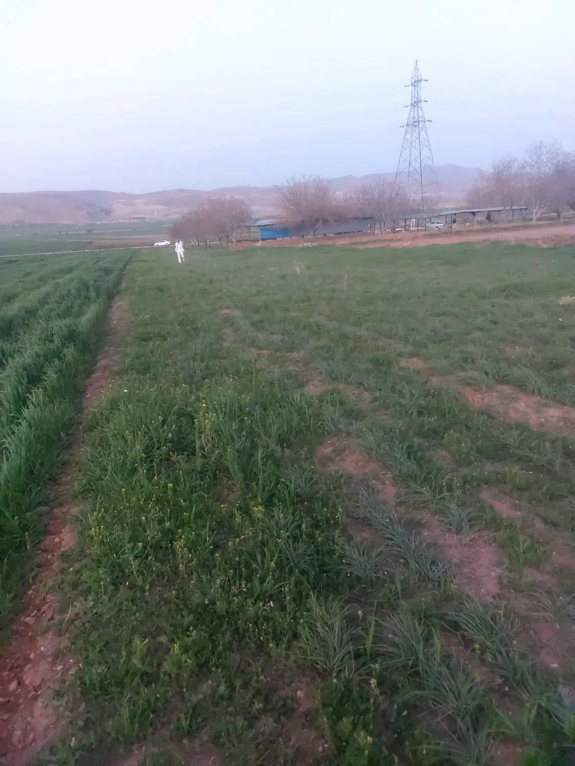 زمین ابی