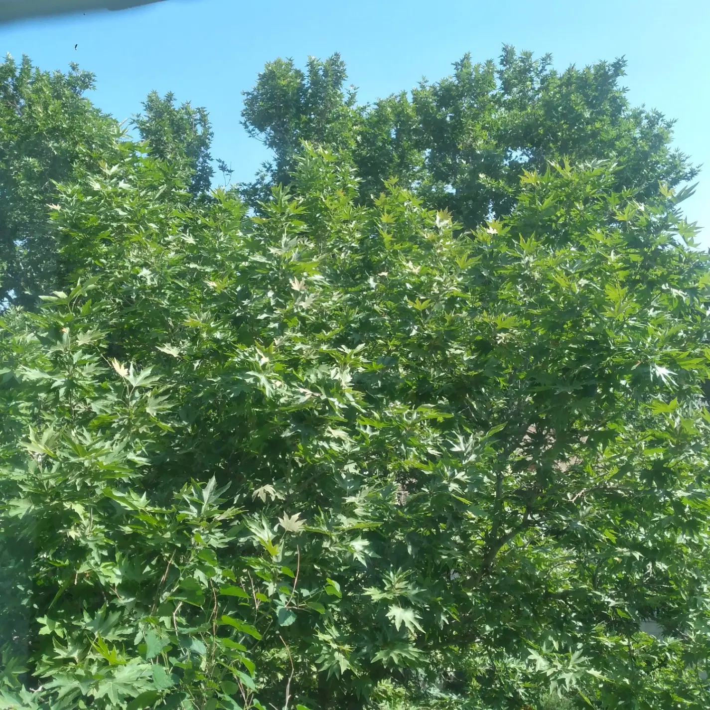 اجاره خانه ویلایی با موقعیت خوب