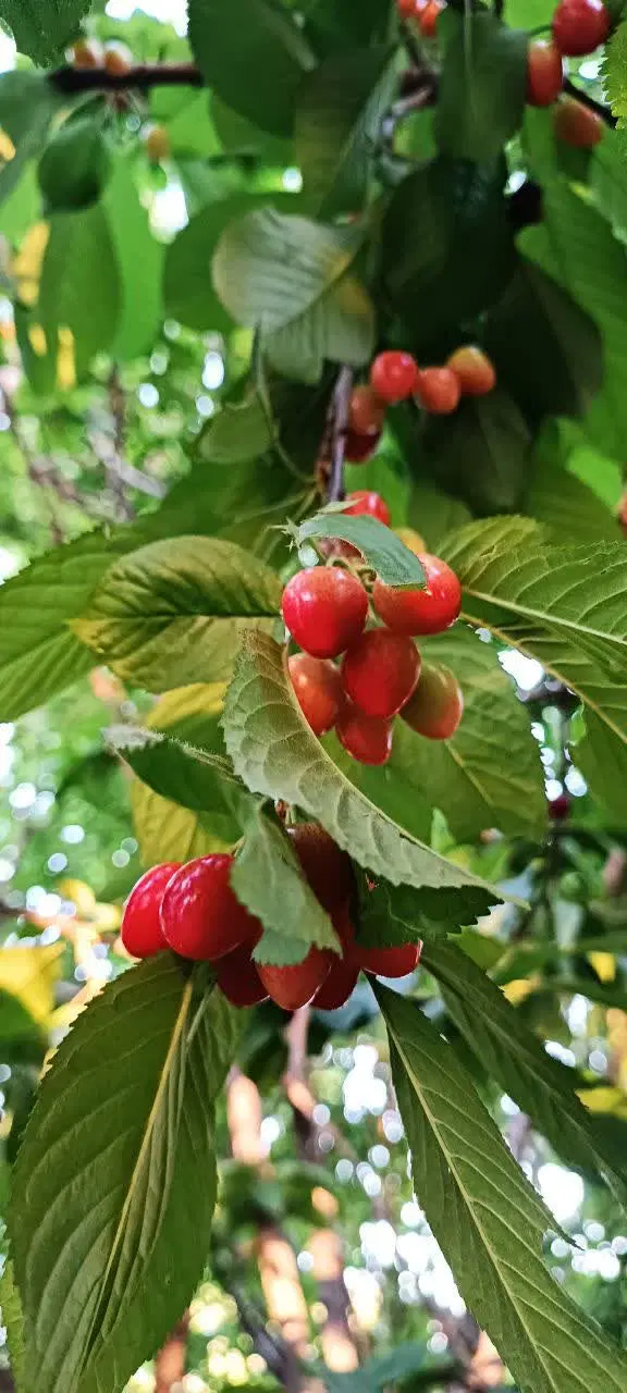 زمین باغی
