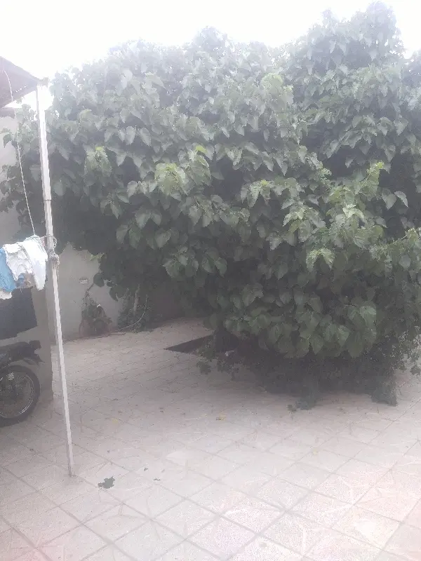 خونه ویلایی اجاره ای