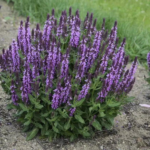 زمین (باغچه) چهار دیواری ورده