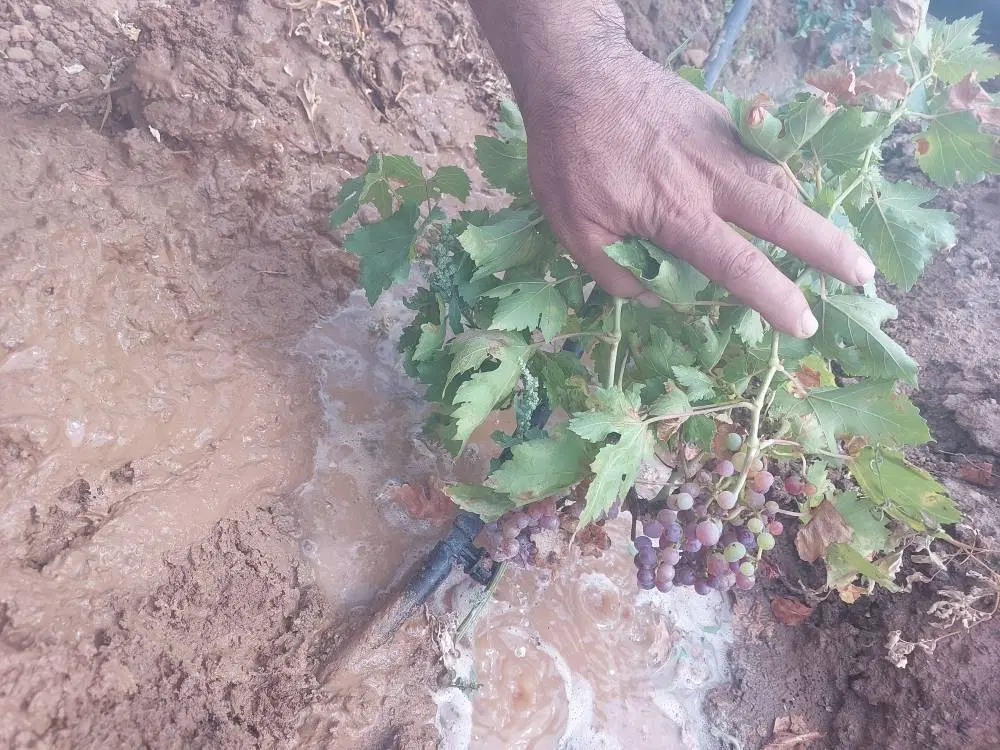 فروش دو هکتار باغ در بوانات تنگ مور