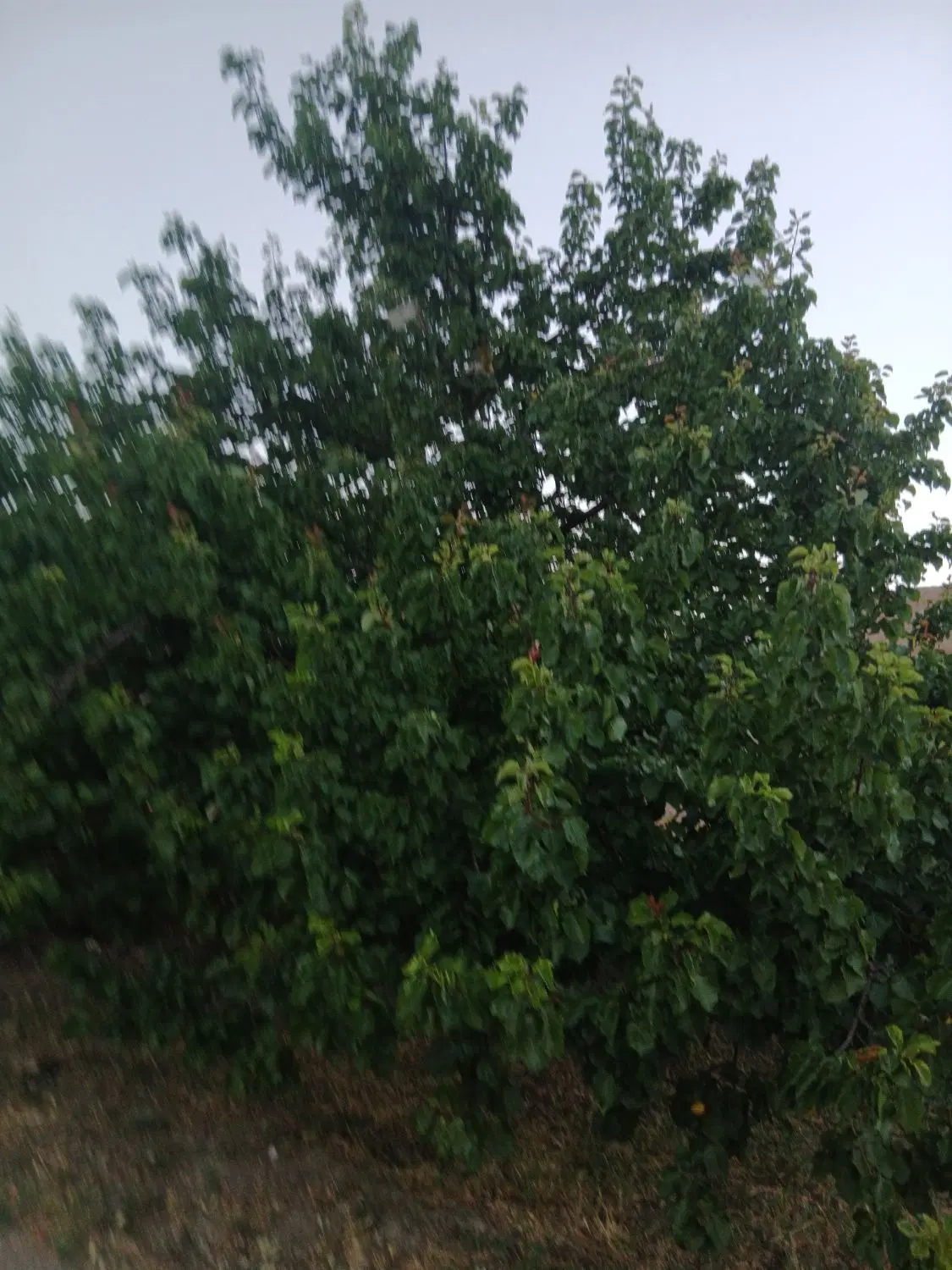 خانه روستایی