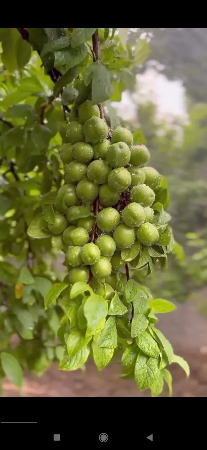 زمین مناسب باغ ویلا