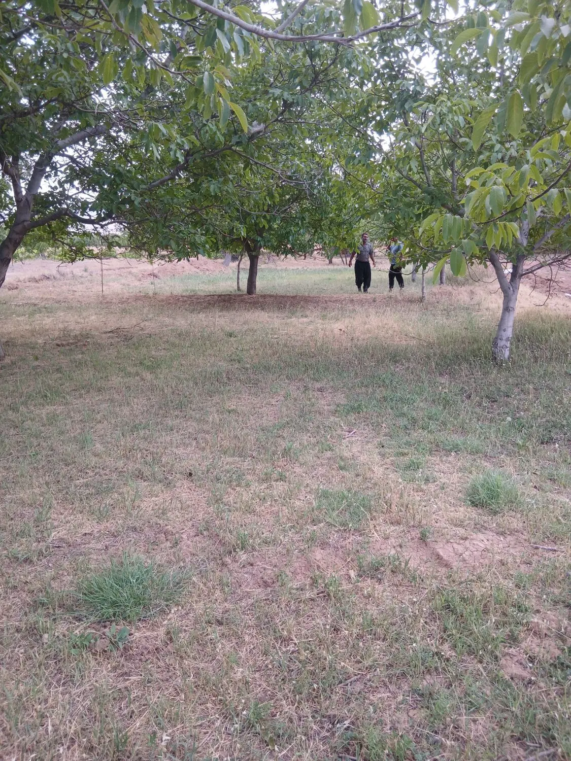 زمین فوری
