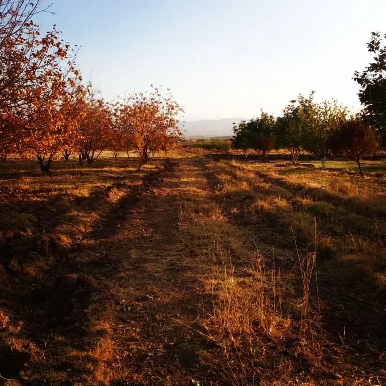 زمین مسکونی پاگر