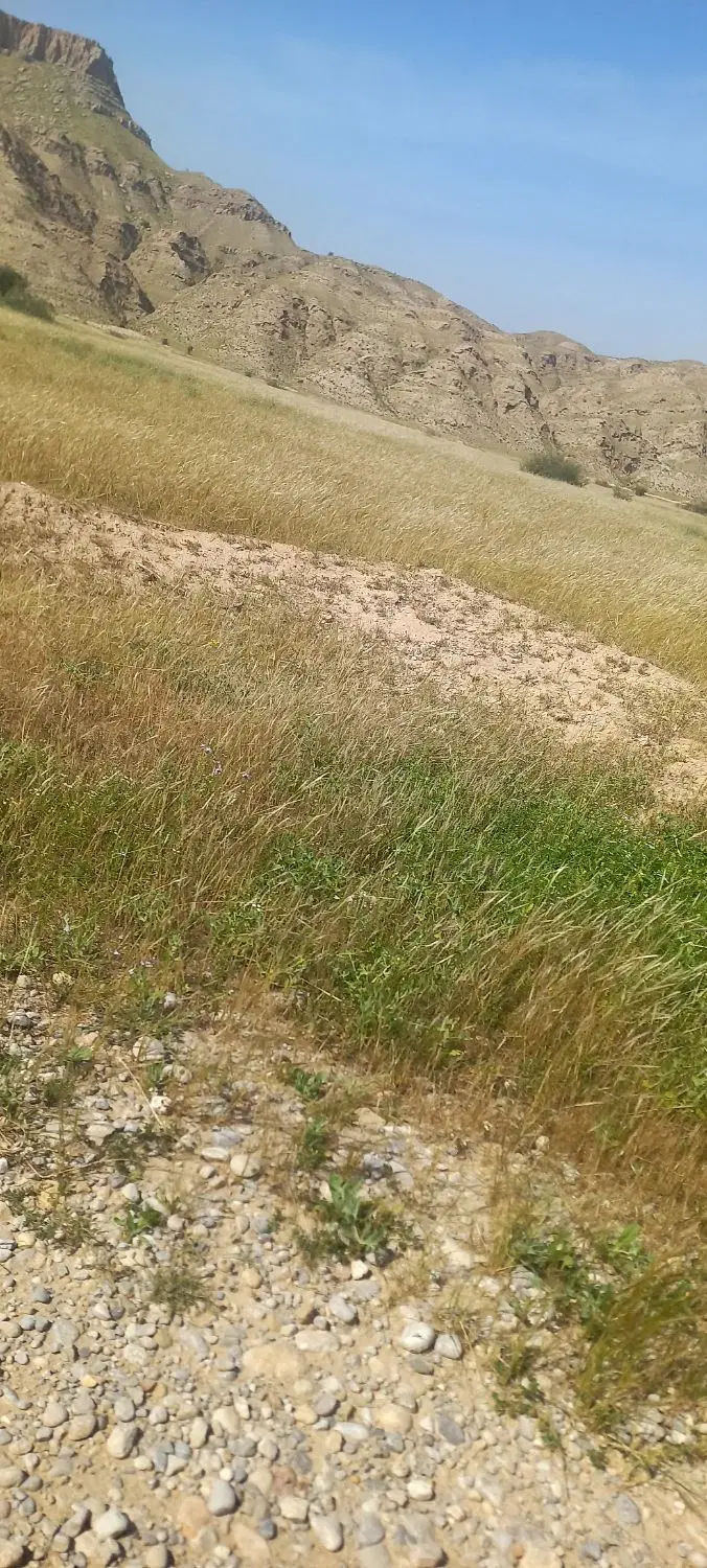 زمین تجاری