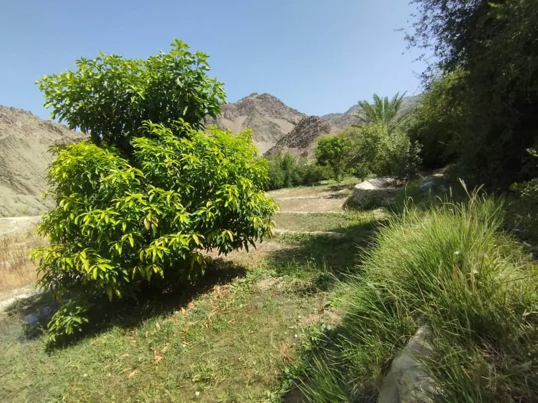 زمین در پشت شهرک کارگاهی