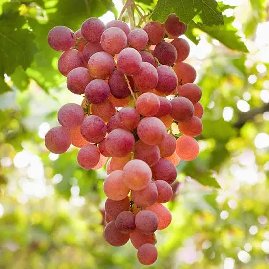 فروش باغ ویلا