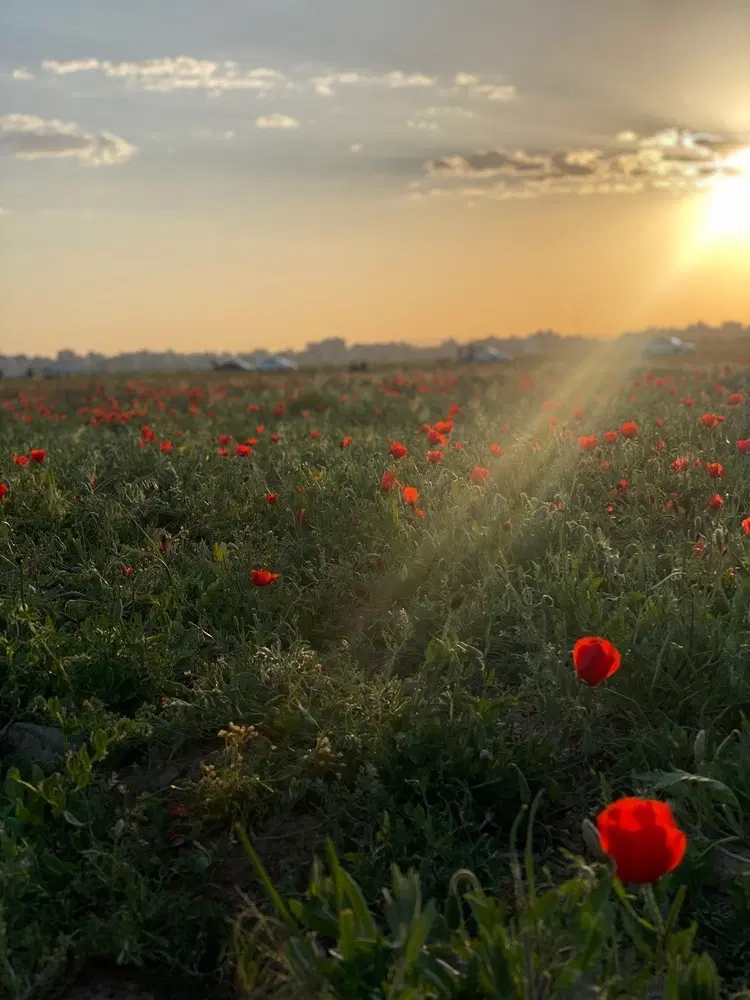 زمین کشاورزی 3000 متر