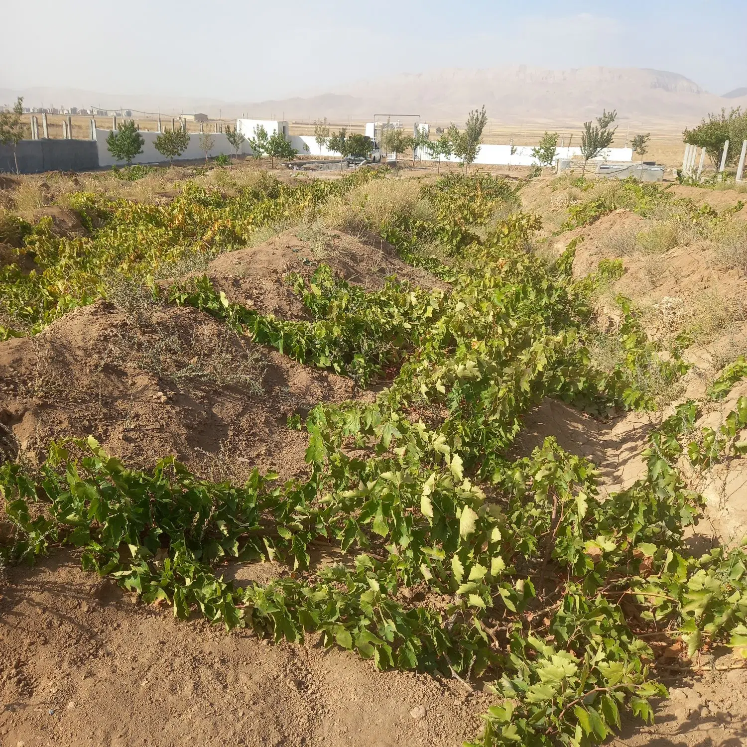 کارگاه حیاط دار دارای سالن بزرگ اجاره