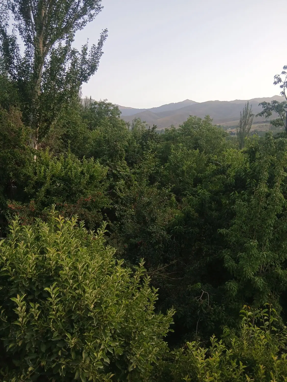 باغ ۱۰۰۰ متری