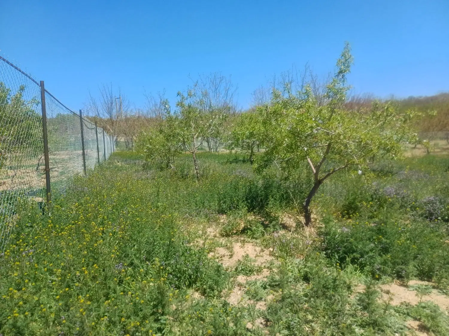 فروش زمین کشاورزی
