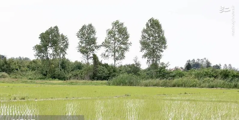 شالیزار_مزرعه