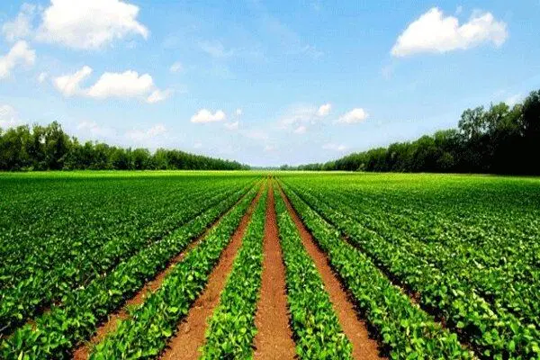اجاره یا شراکت زمین کشاورزی