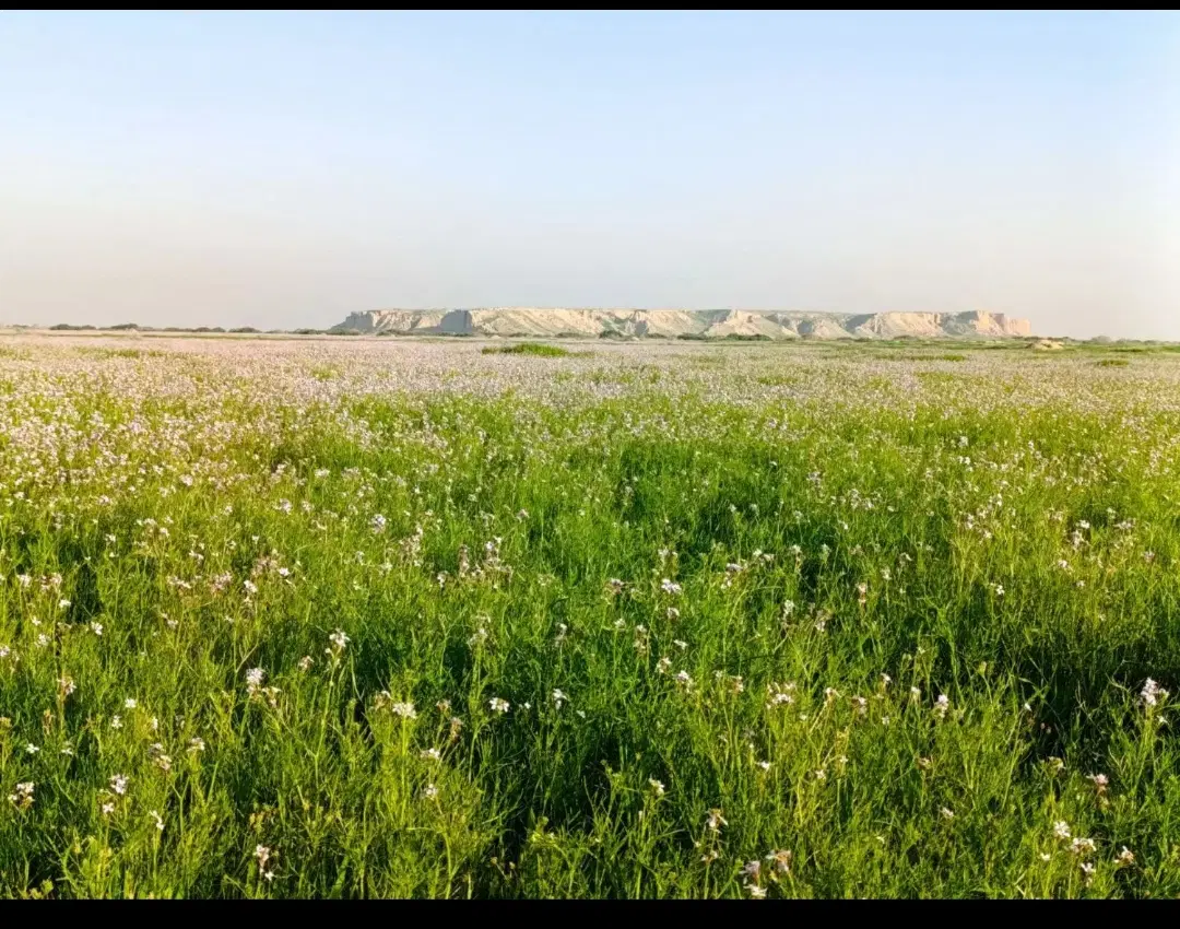 زمین کشاورزی