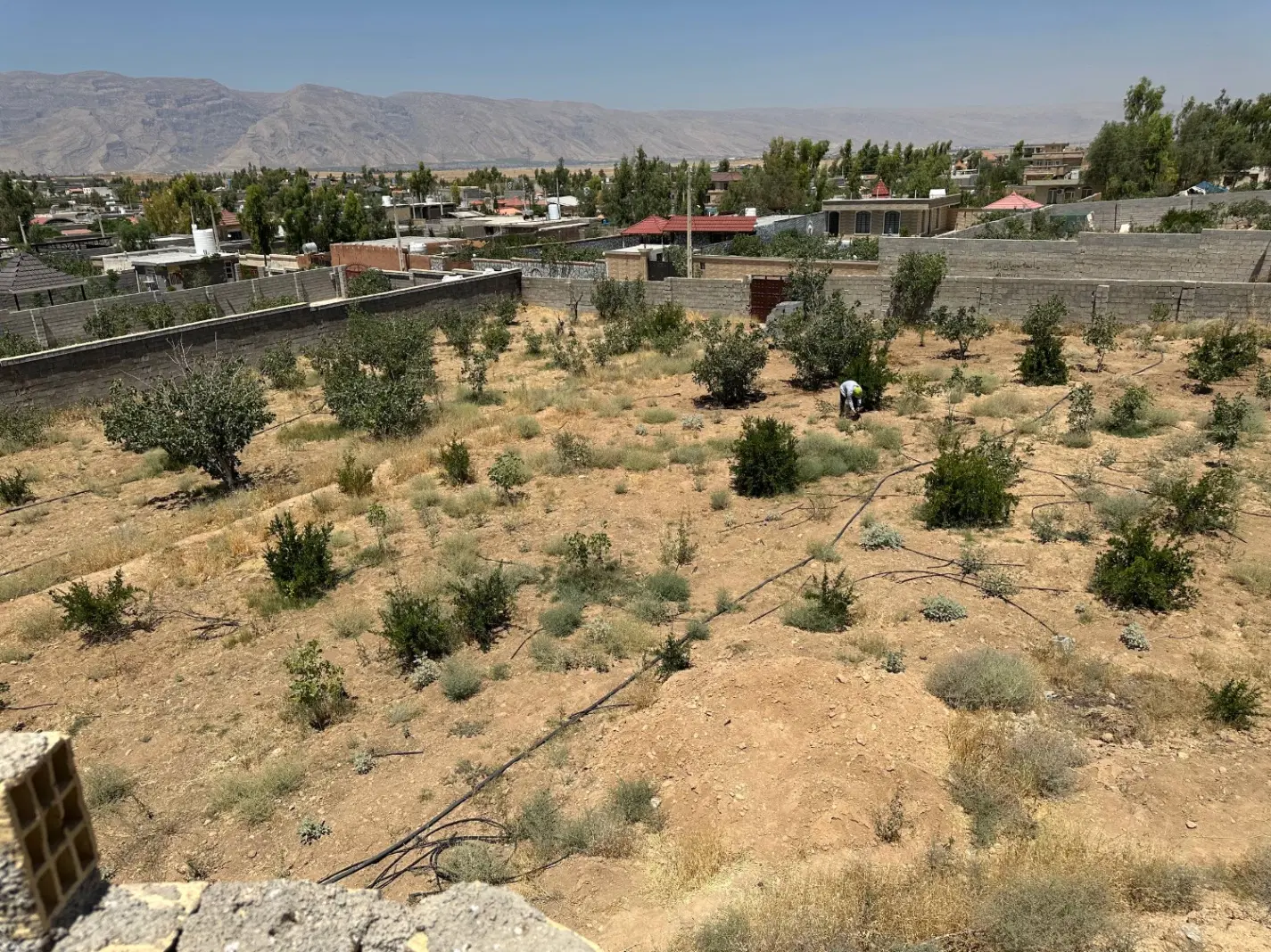 زمین باغی