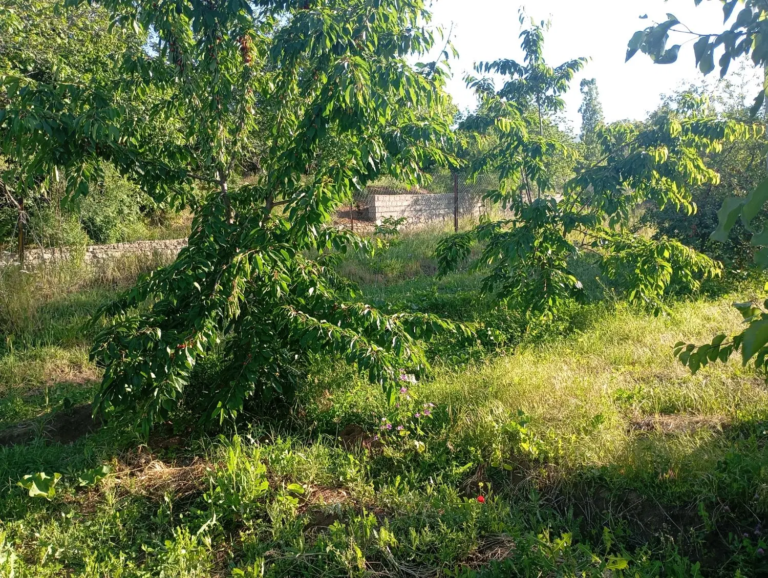 فروش باغ در روستای گلجار