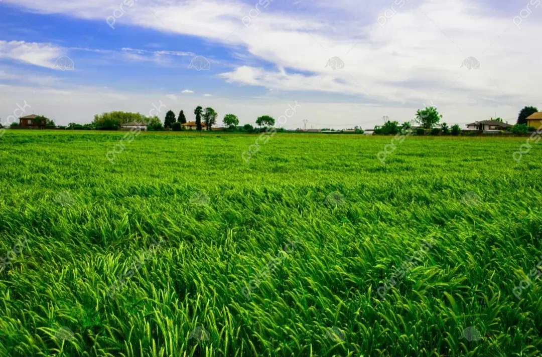 زمین کشاورزی دیمی