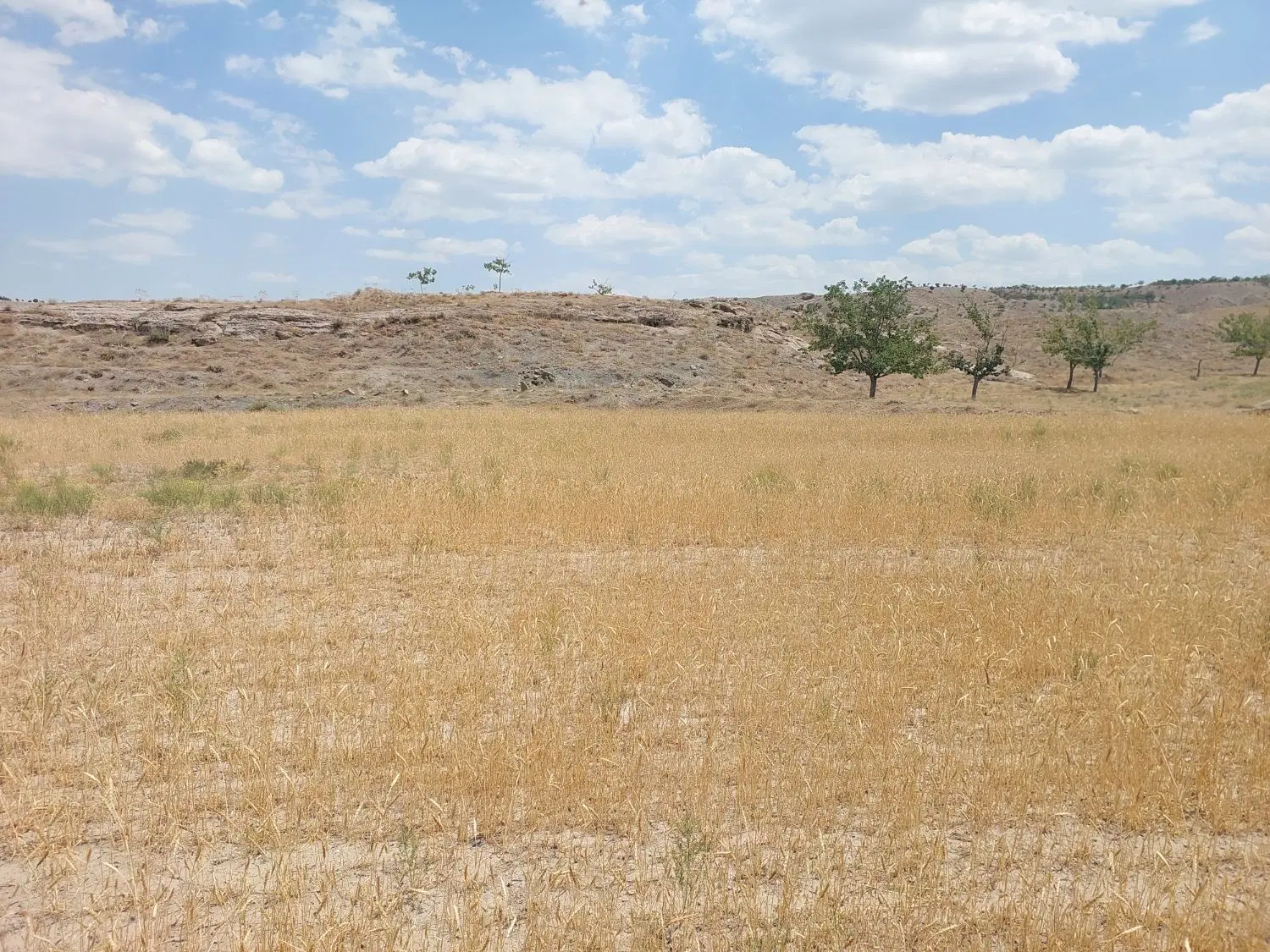 زمین زراعی در روستای شاندیز