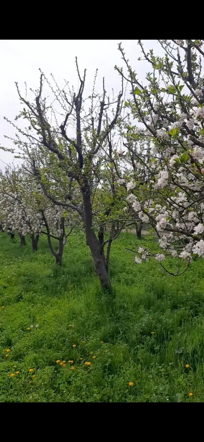 زمین بیشه زار واقع در روستای آغچه زیوه