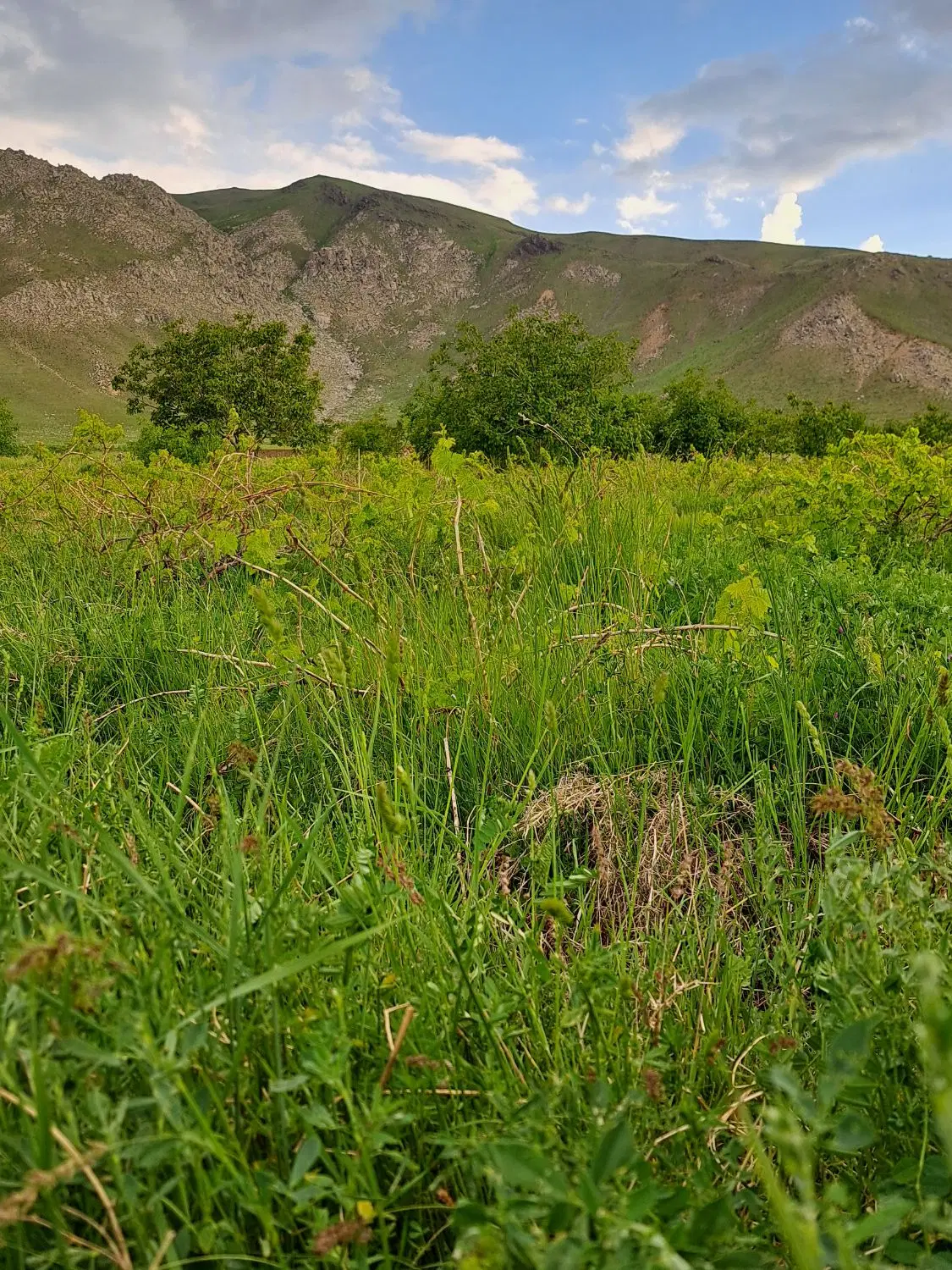 کشاورزی ب فروش میرسد