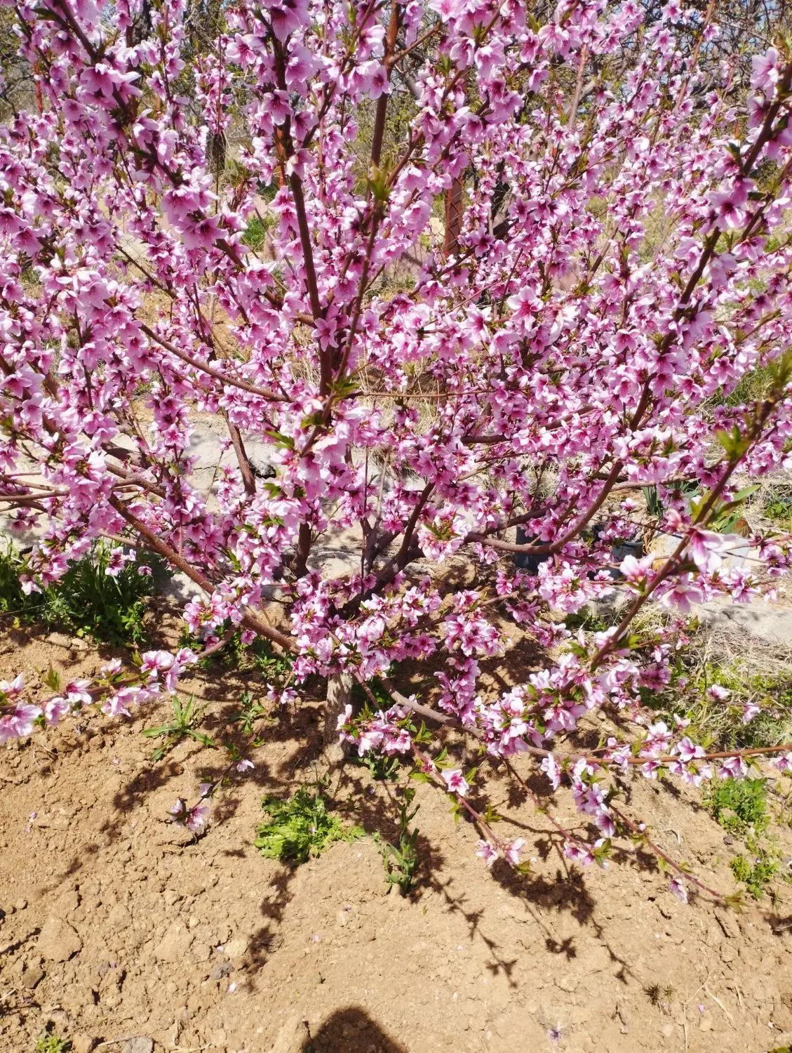 باغ هلو جاده ونایی
