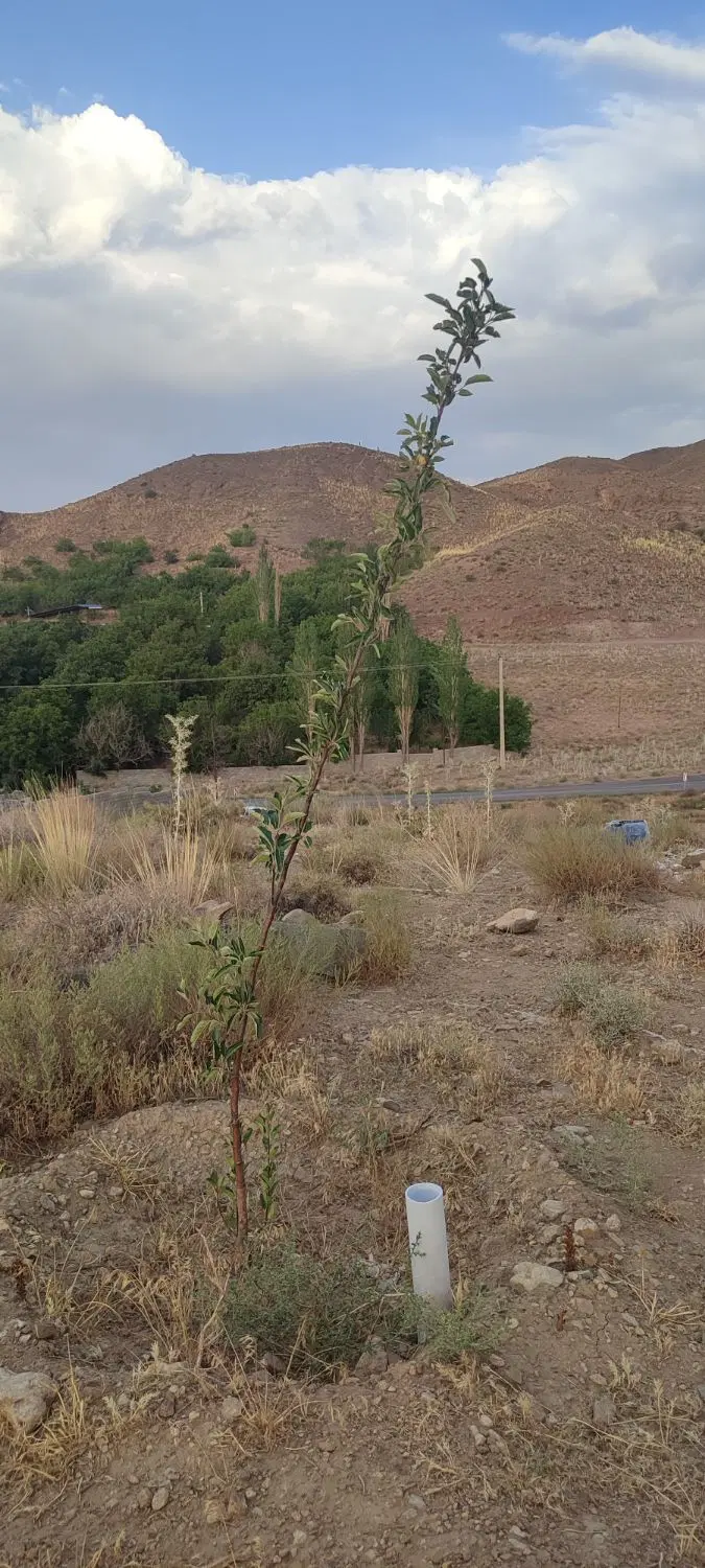 زمین ساردوئیه ( درب بهشت )