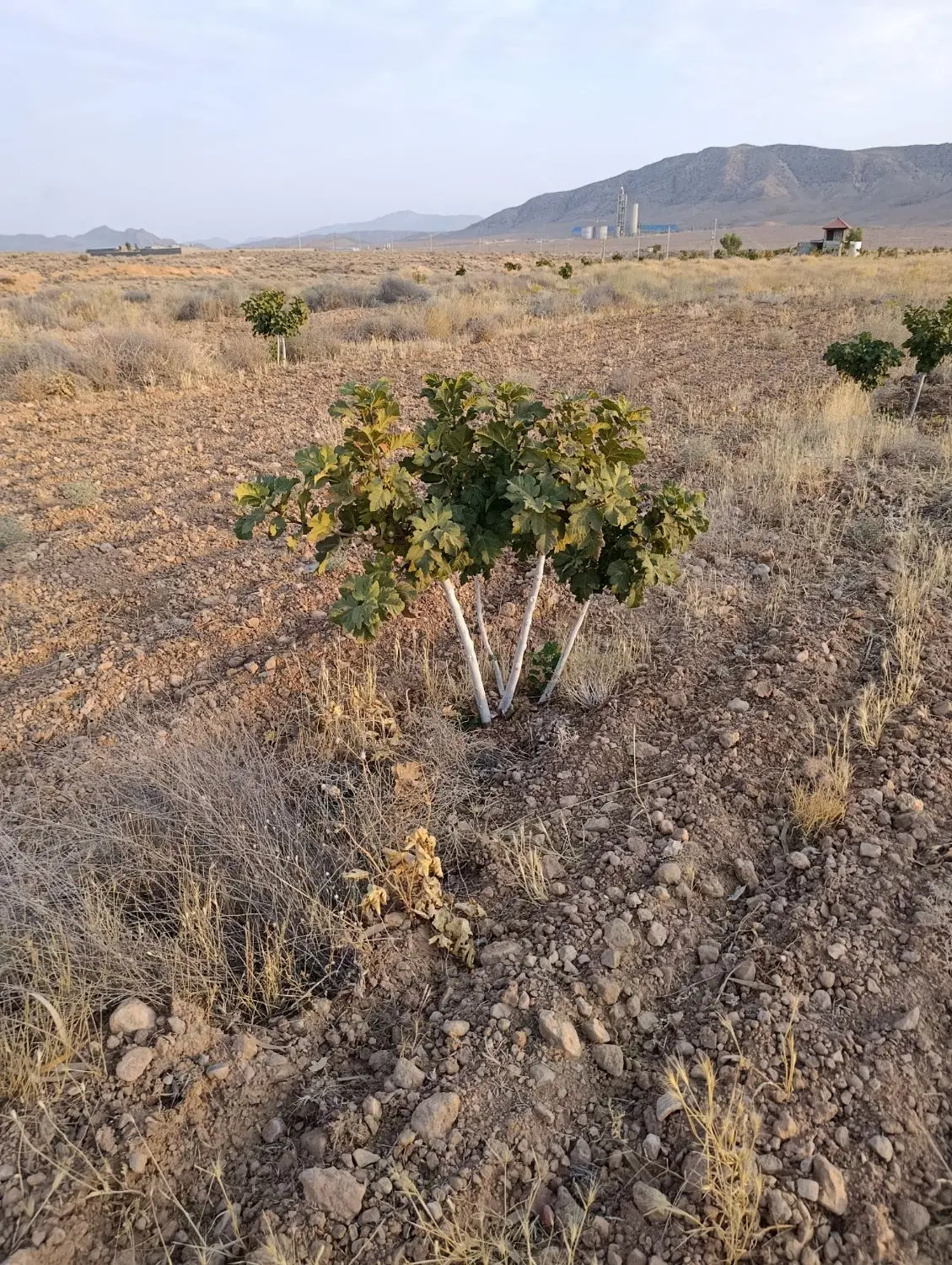 باغچه انجیری