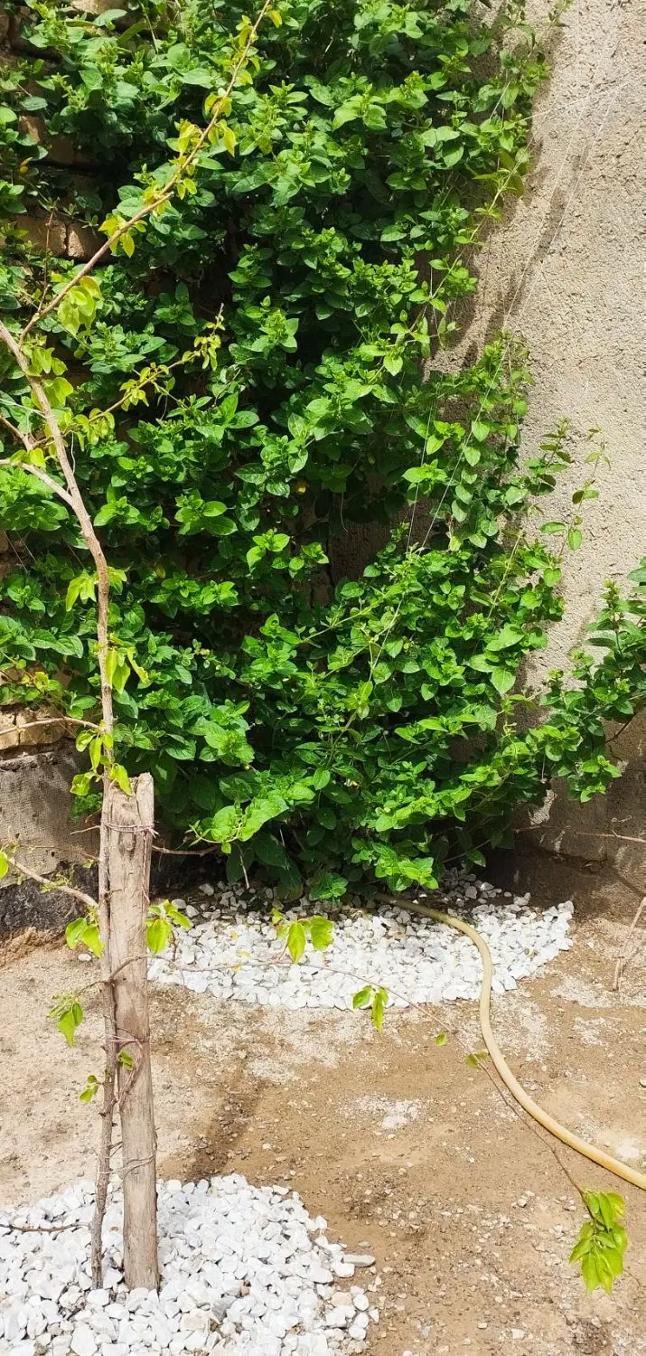 خانه روستایی _مناسب سکونت دائم و کار