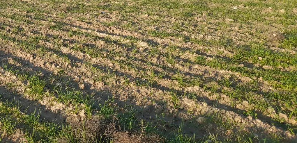 فروش زمین مسکونی کنارتخه