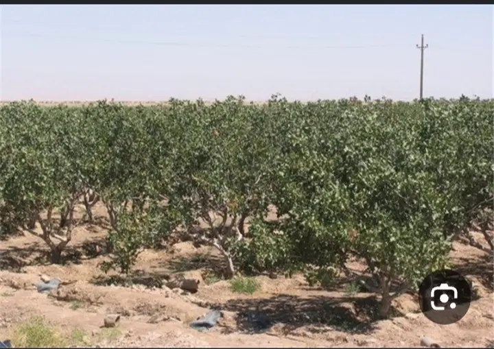 زمین بسته