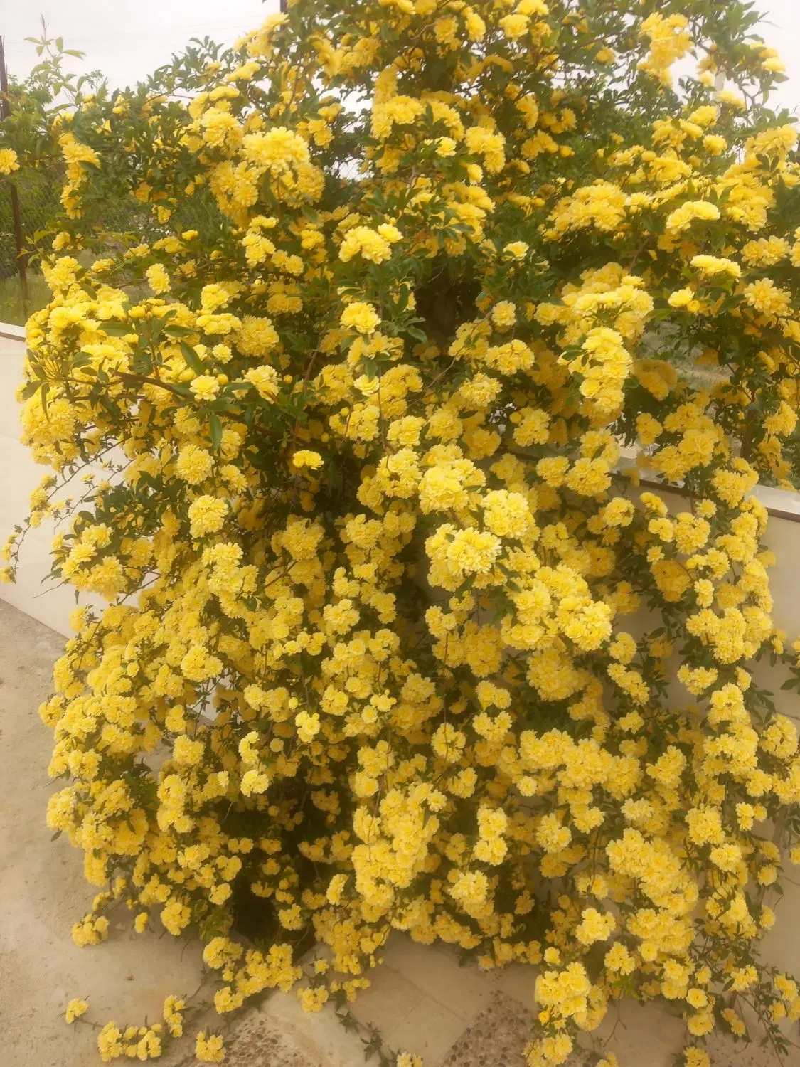 فروش باغ